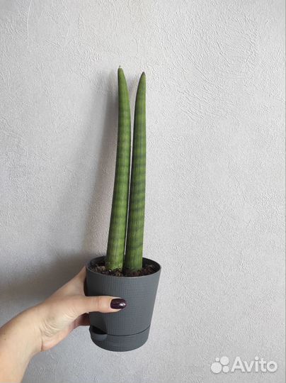Сансевиерия цилиндрика