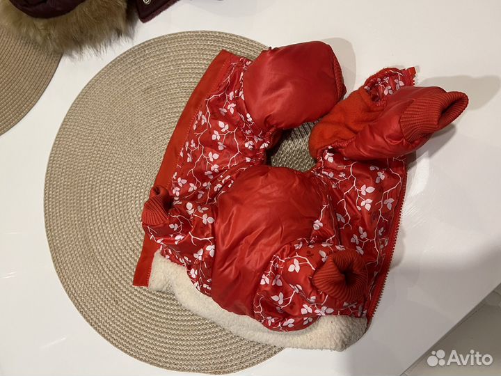 Одежда для чихуахуа