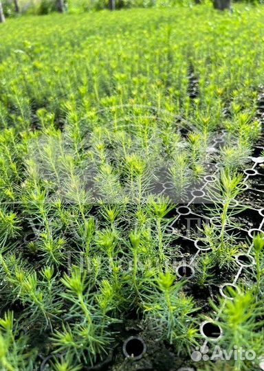 Зкс Сосна сеянцы Ели Лиственницы окс Голуб Горная