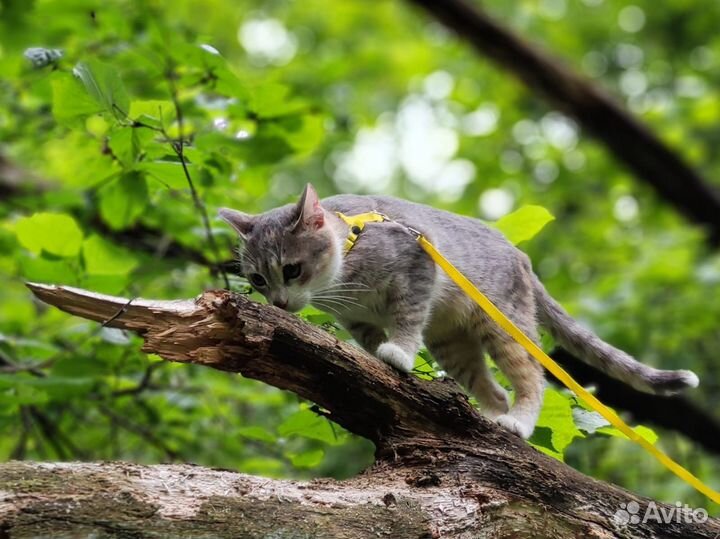 Беременная кошка остатась без дома