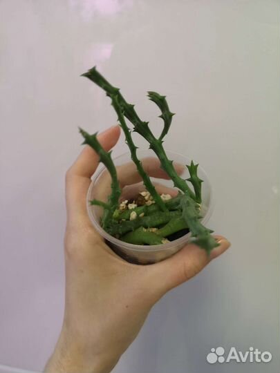 Орбея пестрая стапелия