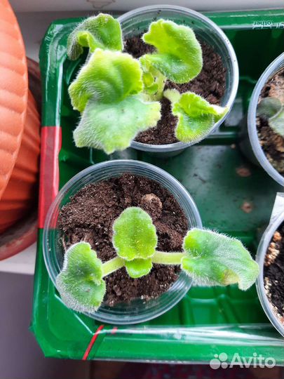 Фиалки (детки )