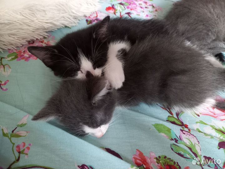 Котята в самые добрые руки