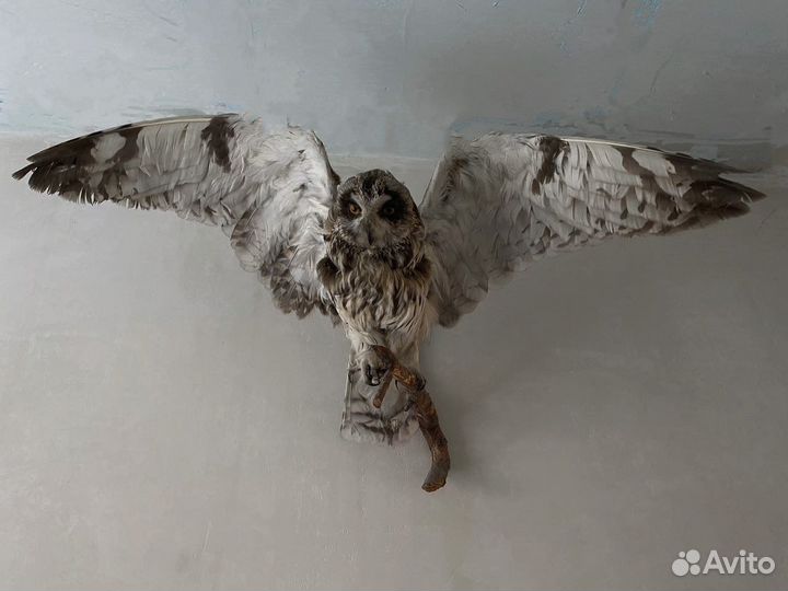 Чучело совы