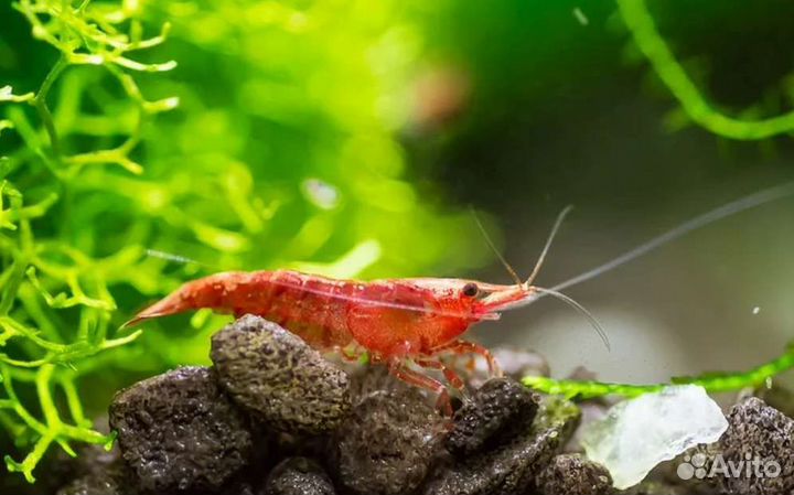 Креветка вишневая аквариумная в магазине