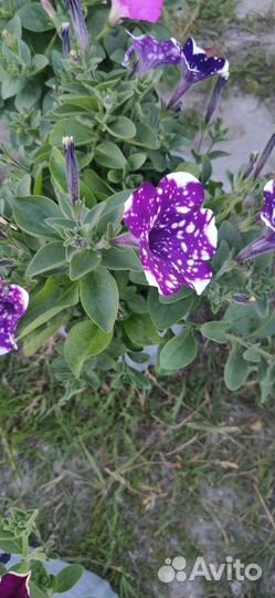 Вегетативная петуния