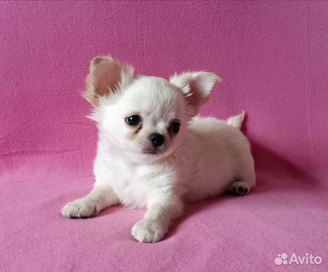Чихуахуа мальчик