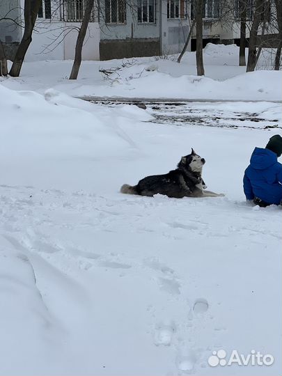 Собака в добрые руки Хаски