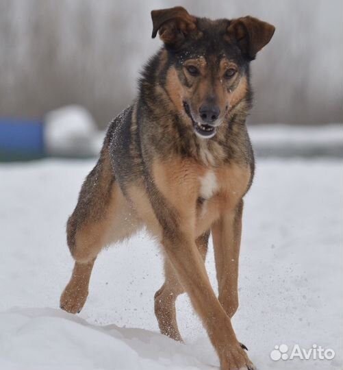 Веселый пес Задор ищет хозяина