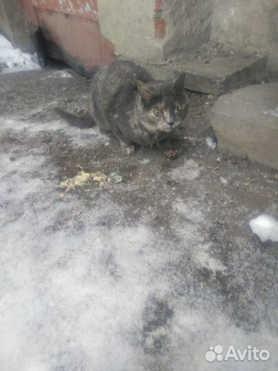 Бездомная кошечка