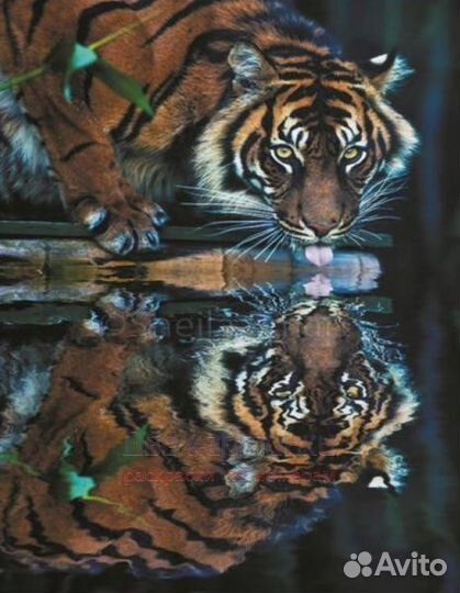Алмазная мозаика 40x50 Тигр лакает с прозрачного о