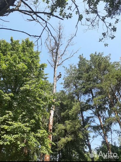 Спил аварийных деревьев