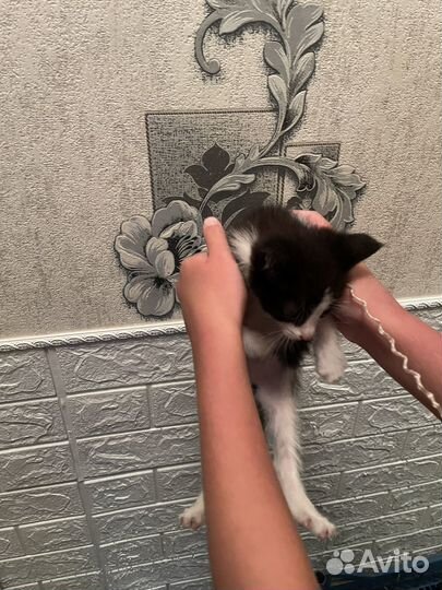 Котята в добрые руки бесплатно