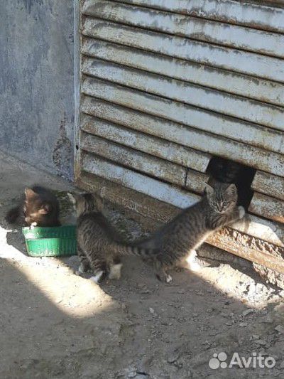 Бездомные котята