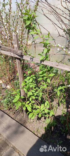 Черемуха крупная