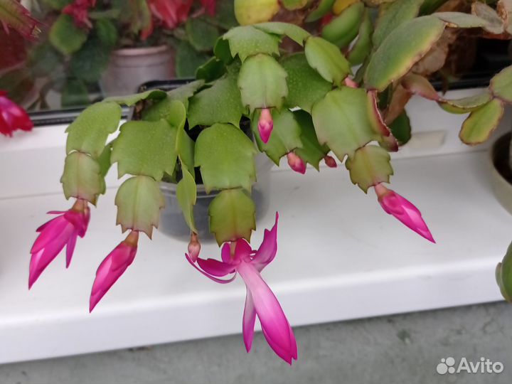 Декабрист шлюмбергера розовый