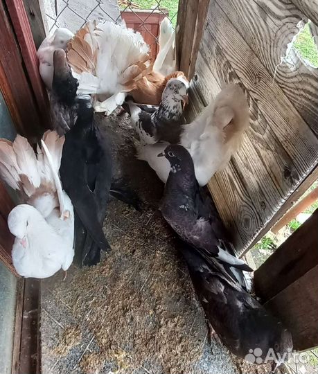 Николаевские голуби 