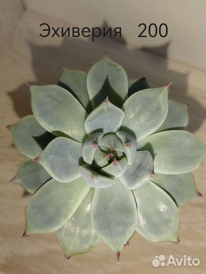 Суккуленты