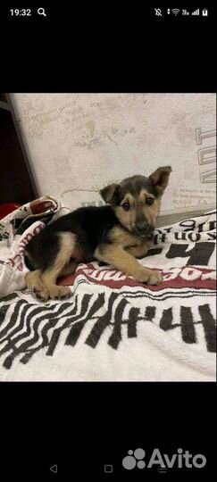 Щенок девочка