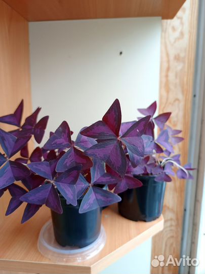 Оксалис - кислица