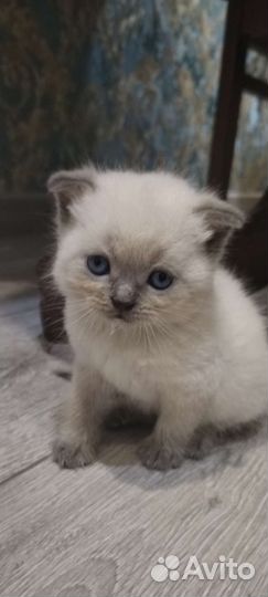 Котятки шотландцы