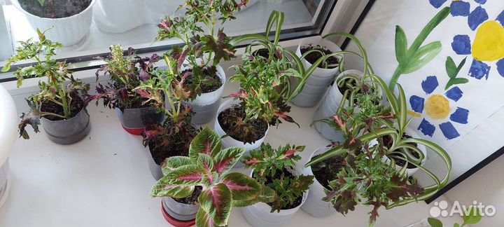 Укорененный колеус