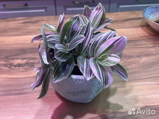 Традесканция в бетонном кашпо