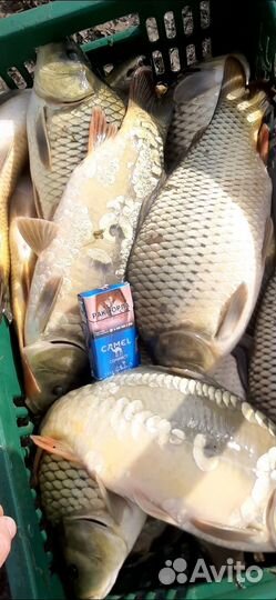 Живой Карп опт розница