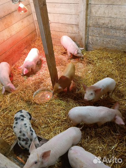 Поросята