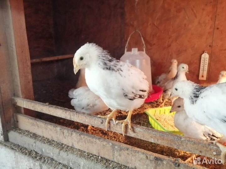 Домашняя птица