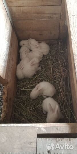 Кролики 3 породы