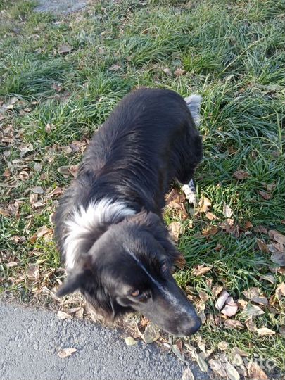 Отдаём в хорошие руки собаку