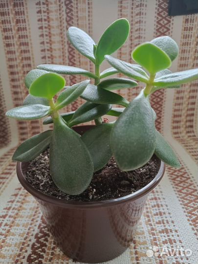 Красула толстянка