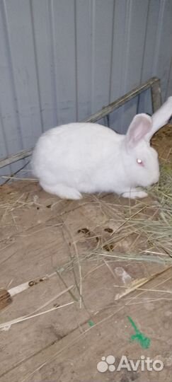 Кролики разных возрастов