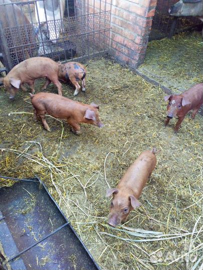 Поросята помесь ландрас дюрок