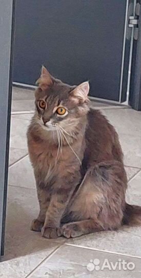 Пушистый кот в добрые руки