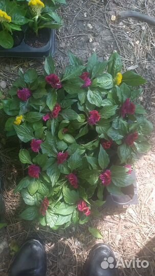 Цветы уличные