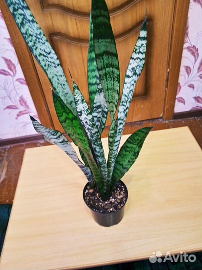 Сансевиерия