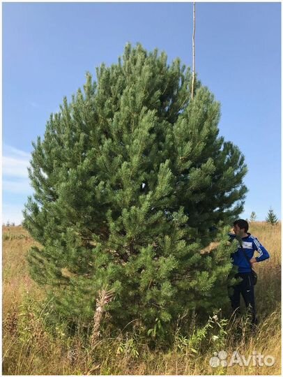 Сосна обыкновенная