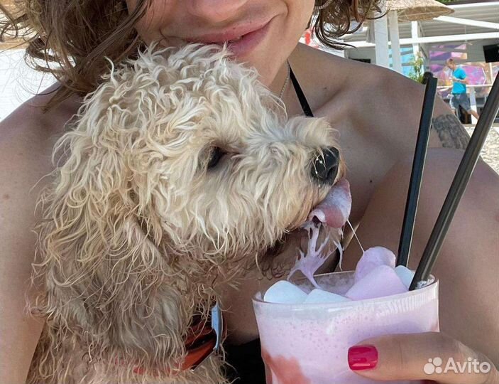 Лабрадудль