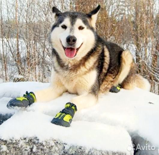 Обувь для собак