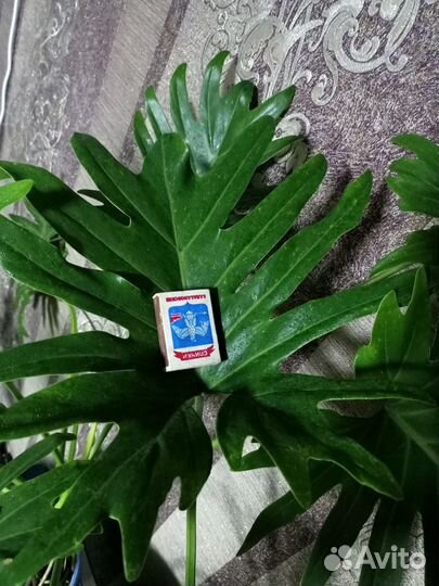 Филодедрон салли