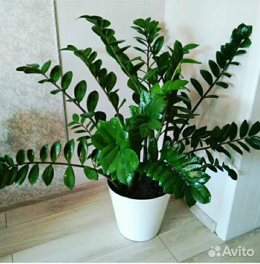 Замиокулькас