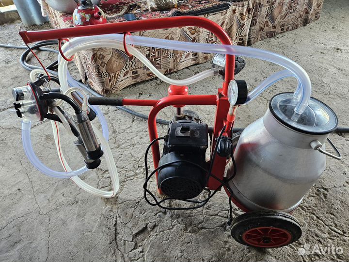 Корова дойная