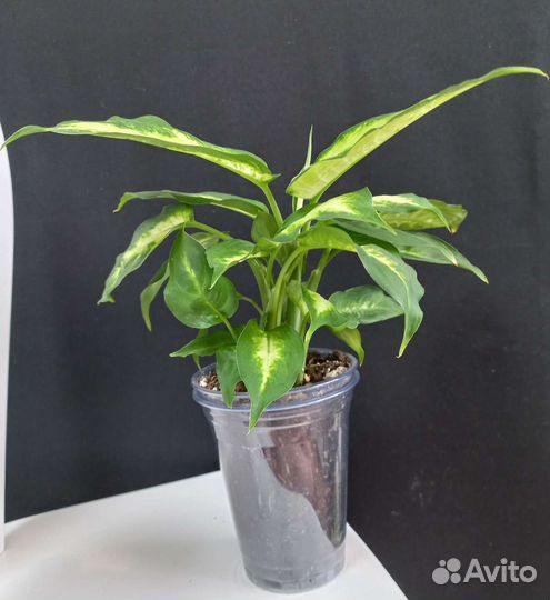 Диффенбахия Камилла