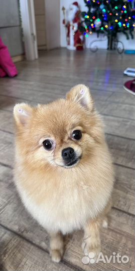 Померанский шпиц