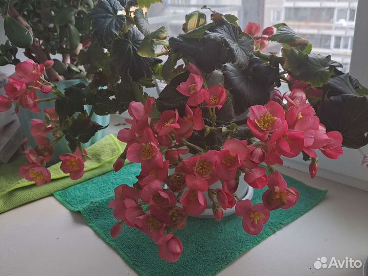 Бегония вечноцветущая