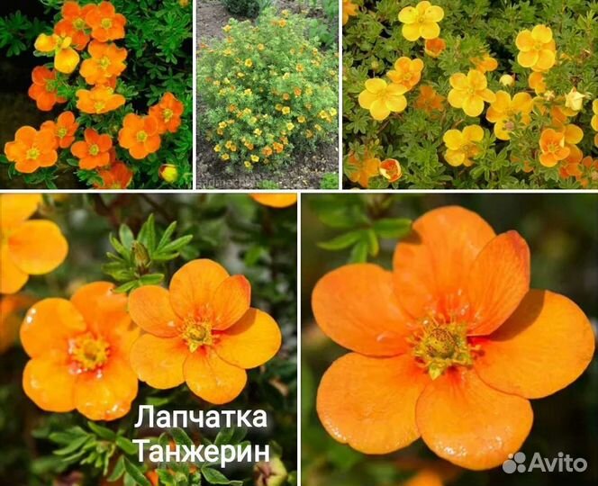 Лапчатка кустарниковая