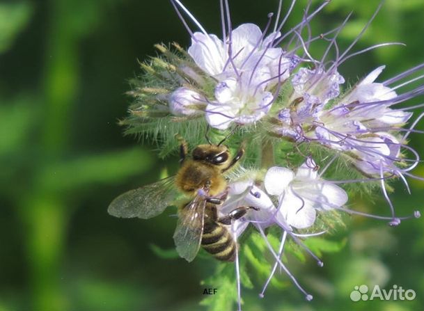 Мед 2024 года из Алтая опт