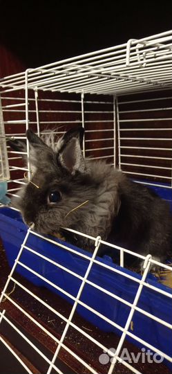 Декоративные кролики